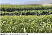 Three types of cold weather cover crops including sunn hemp, cowpea and Sudan grass, in foreground, at six weeks after planting. Photo by Jimmy Nguyen