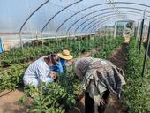 Leah Larsen (middle) of Bidwell Canyon Farm in Modoc County shows her high tunnel tomato trellising system to Krista Marshall (left) and Shriya Rangarajan of the UC Organic Agriculture Institute. Photo by Houston Wilson