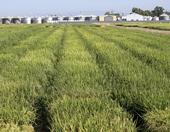 A new rice crop rotation calculator, available at https://rice-rotation-calculator.ipm.ucanr.edu, helps California farmers determine if the practice makes financial sense for their fields. Photo by Evett Kilmartin