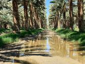Date palms standing tall with slight flooding visible on the ground.