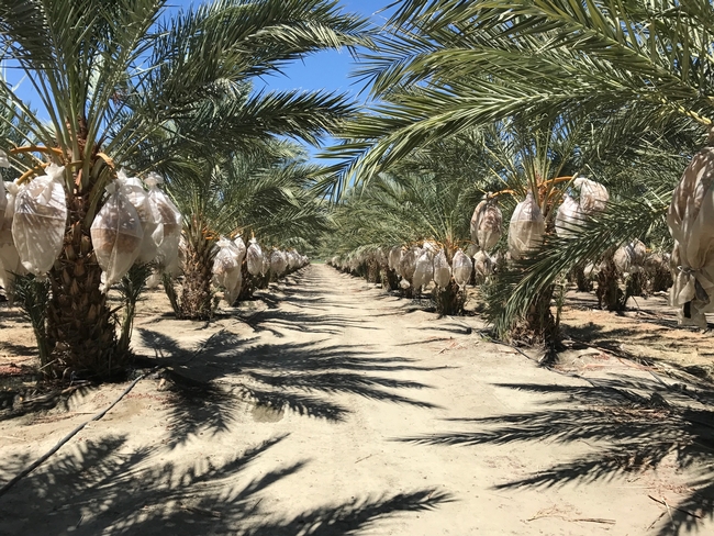Date palms with mesh bags covering the fruit to protect it from pests. The ground is dry, but the palms are being irrigated with a drip irrigation system.