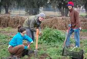 Sara Kosoff, Anthoy Waldrop and Eric Lynn harvest carrots at the UC Davis Student Farm.