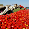 Growers can use a new cost study for growing tomatoes to help make business decisions.