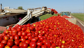 Red tomatoes harvested from the field fall off a conveyor into a truck