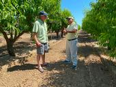 Two men talking, standing between rows in leafy, green peach orchard.