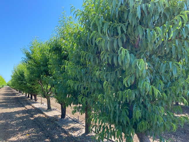 A row of green peach trees.