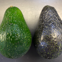 An unripe (left) and ripe (right) 'Luna UCR' fruit. All photos by Mary Lu Arpaia.