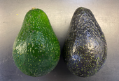A photo of two avocados. One that is ripe and black colored, and one that is unripe and green colored.