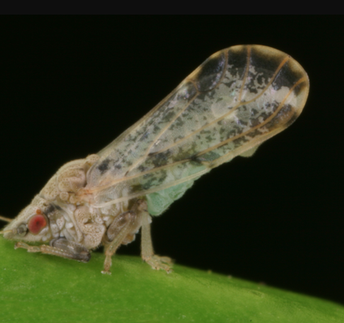 Infected citrus pest that spreads disease found in Ventura County