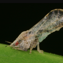 Asian citrus psyllids can spread the citrus tree-killing disease huanglongbing. All photos credited to UC Regents
