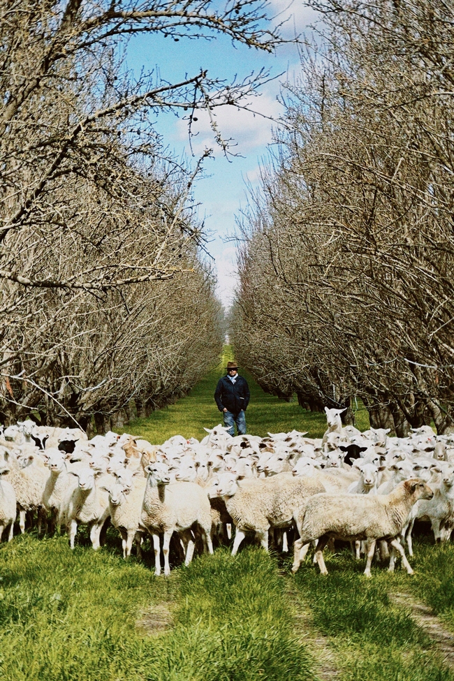 A shepherd stands behind a flock of white sheep in a dormant orchard.