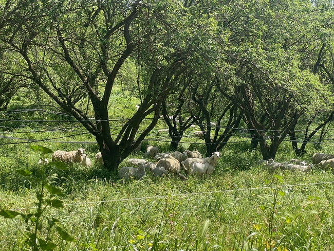 Sheep graze lush, green vegetation between rows of trees.