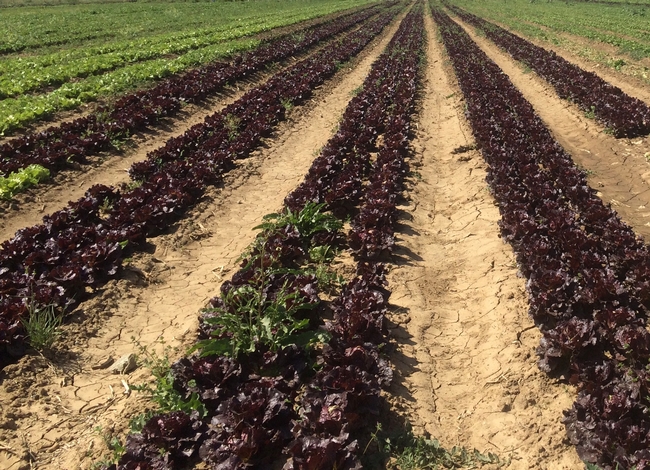 Red leaf and green lettuce growing in field.