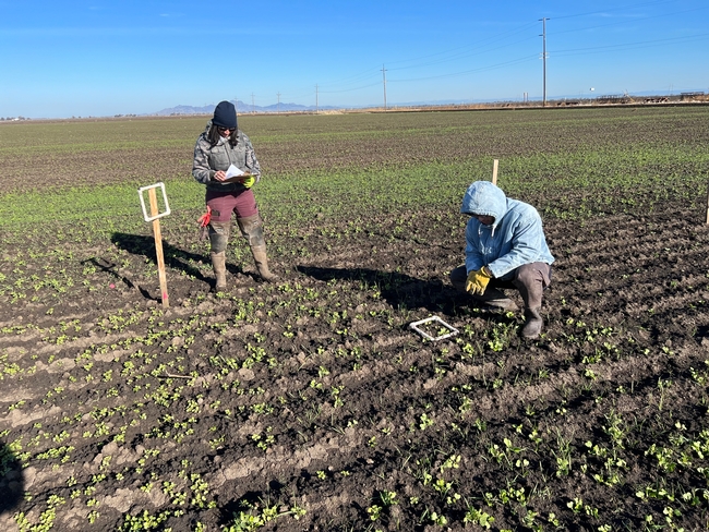 Scientists collect data on cover crops in Colusa