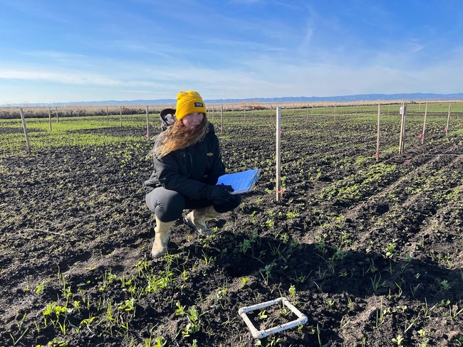 PhD candidate Sara Rosenberg collects seed emergence data of cover crop mixtures at the Colusa Farm research site