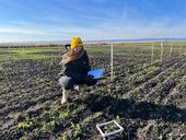 PhD candidate Sara Rosenberg collects seed emergence data of cover crop mixtures at the Colusa Farm research site