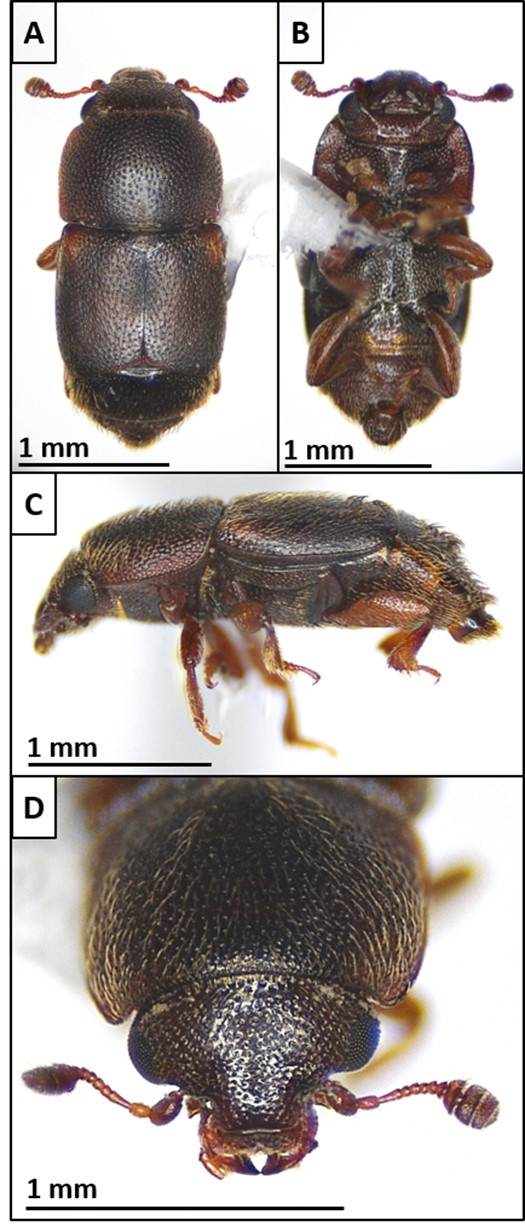 Posts Tagged: Invasive Species - University Of California Cooperative 