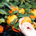 While people often gift or share homegrown fruit during the holidays, residents in fruit fly quarantine zones should refrain from moving homegrown citrus or other produce off their property. Photo by Evett Kilmartin