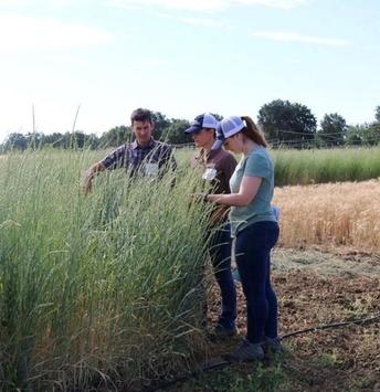 No-till annual wheat better for soil health in California’s climate