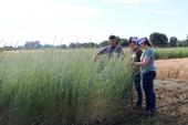 Three researchers examine plots of wheatgrass