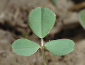 Healthy alfalfa seedling showing 3 leaves