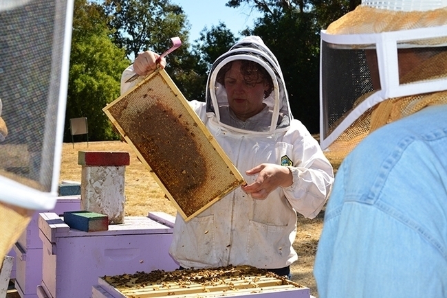 Elina Nino pulls out a frame of bees from a hive to show students.