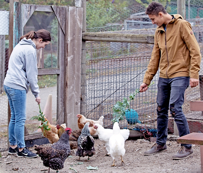 A young woman and young man feed green plants to a flock of chickens outdoors in a pen.