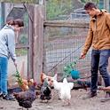 Poultry owners are urged to protect their birds from avian flu. 4-H ambassadors feed chickens at Elkus Ranch. Photo by Evett Kilmartin