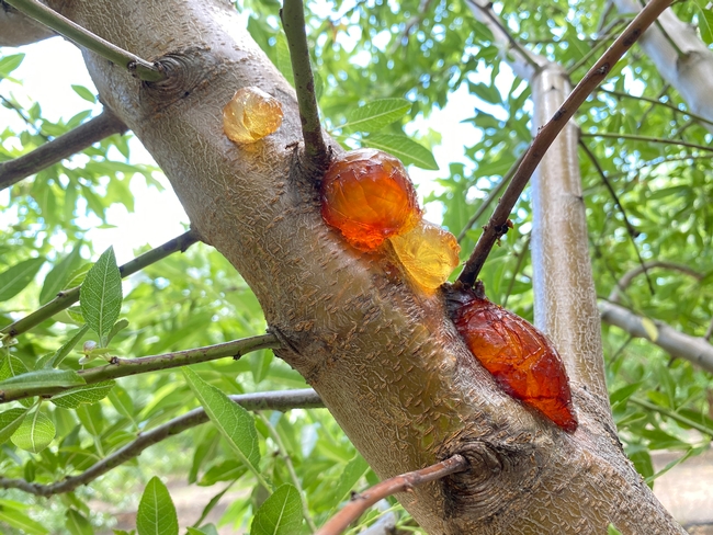 Yellow and amber gum balls on an almond tree