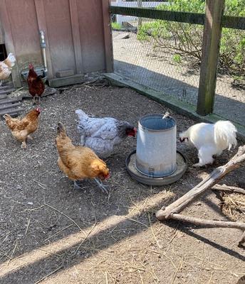 Chicken community ‘coop-eration’ needed to test UC poultry health app