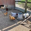People raising chickens are invited to test the new UC Community Chicken app, which promotes poultry health.