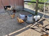 Six chickens feed outdoors in a chicken coop at Elkus Ranch.