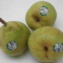 D'Anjou pears with PLU Tags