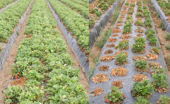 Two images, with the left image showing healthy strawberry plants after ASD treatment, and in the right image brown plants showing symptoms of charcoal rot