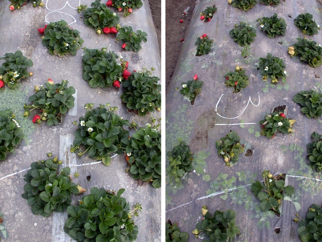 The strawberry plants in the ASD-treated plot at left are more robust than those growing in untreated soil
