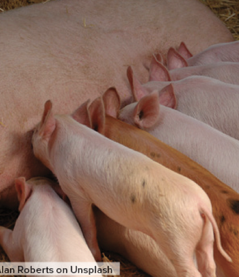 Pork prices may reflect uncertainty around Prop 12