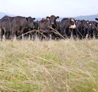 Understanding cattle grazing personalities may help sustain rangelands