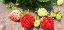 The strawberry cost study provides growers with a baseline to estimate their own costs, for Food Blog Blog