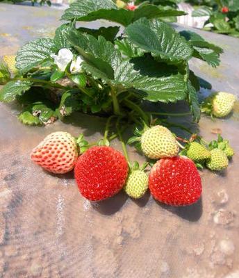 New UC study estimates costs for growing strawberries on the coast