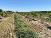 A field crop grows between rows of young almonds