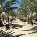 Drip-irrigated date palms in the Coachella Valley. Artificial intelligence may help farmers save water. Photo by Ali Montazar