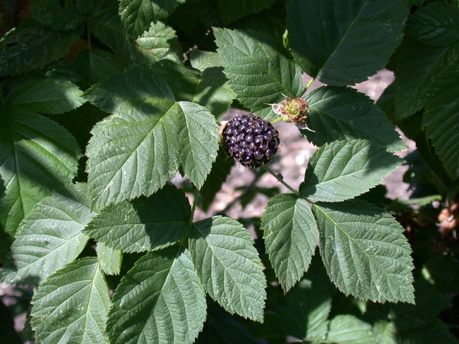 Ripe blackberries and red, unripened blackberries hang on a bush.