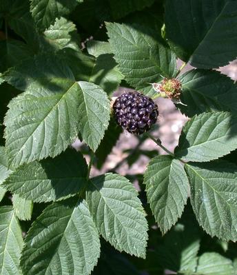New UC study estimates blackberry production costs