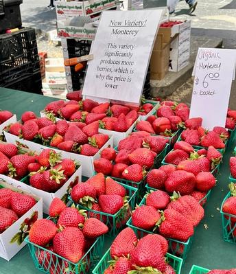 New UC study estimates costs for growing coastal organic strawberries
