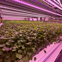 Controlled environment agriculture is used to grow a variety of foods, including leafy greens, herbs, tomatoes, cucumbers, peppers, berries and specialty crops like microgreens and mushrooms. Photo by Hanif Houston