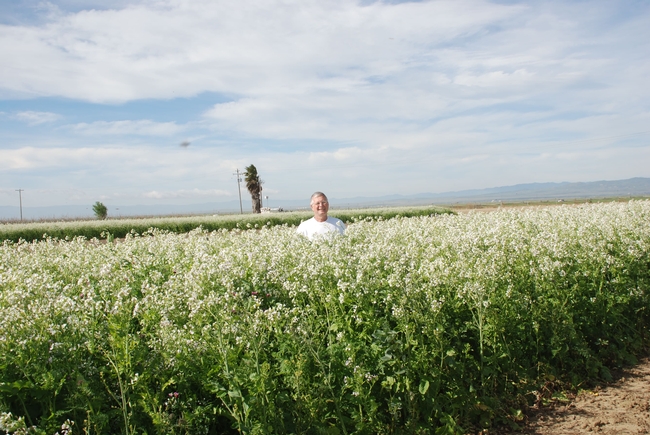 A man stands amid chest-high cover crops, with mountains in the distance