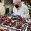 Undergrad student Dilasha Shenaz assesses quality and mold incidence of table grapes -- the kind of work taken on by the UC Davis Postharvest Research and Extension Center. Shenaz is in the lab of center co-director Bárbara Blanco-Ulate. Photo courtesy of Bárbara Blanco-Ulate, UC Davis