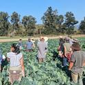 UCCE Specialty Crops and Horticulture Advisor Eddie Tanner discusses findings from an organic cauliflower varietal trial at a recent Organic Agriculture Institute field day in Humboldt County. Photo by Houston Wilson