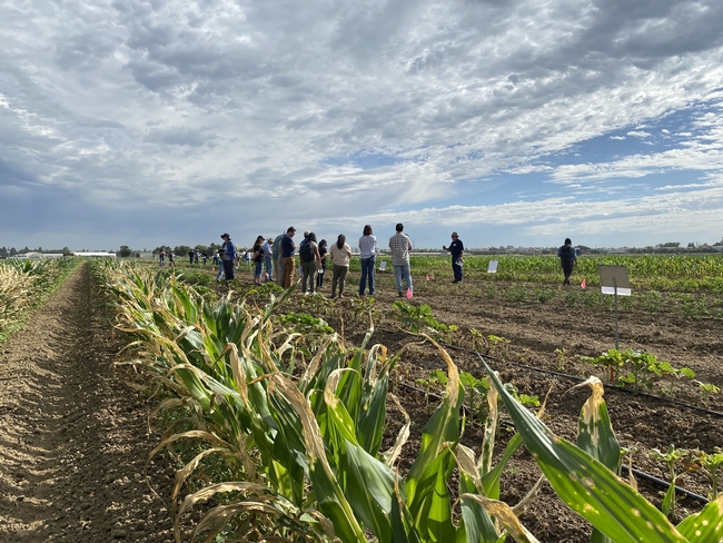 John Roncoroni, second from right, a Cooperative Extension emeritus farm advisor, explains symptoms caused by a group of herbicides that affect the photosystem or act by disrupting cell membranes. The corn, left, shows damage caused by improperly applied herbicide