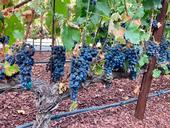 Bunches of ripe, red wine grapes hang from the vine. Some of the grapes are shriveled. A drip irrigation line runs along the row.